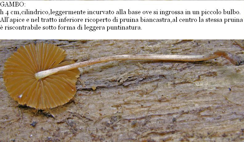Ocrosporeo da determinare. (cfr. Conocybe brunneola)